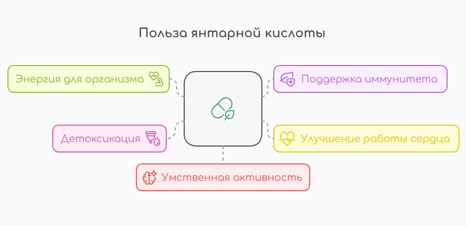 Польза янтарной кислоты (инфографика)